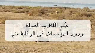 حكم الكلاب الضالة ودور المؤسسات في الوقاية منها